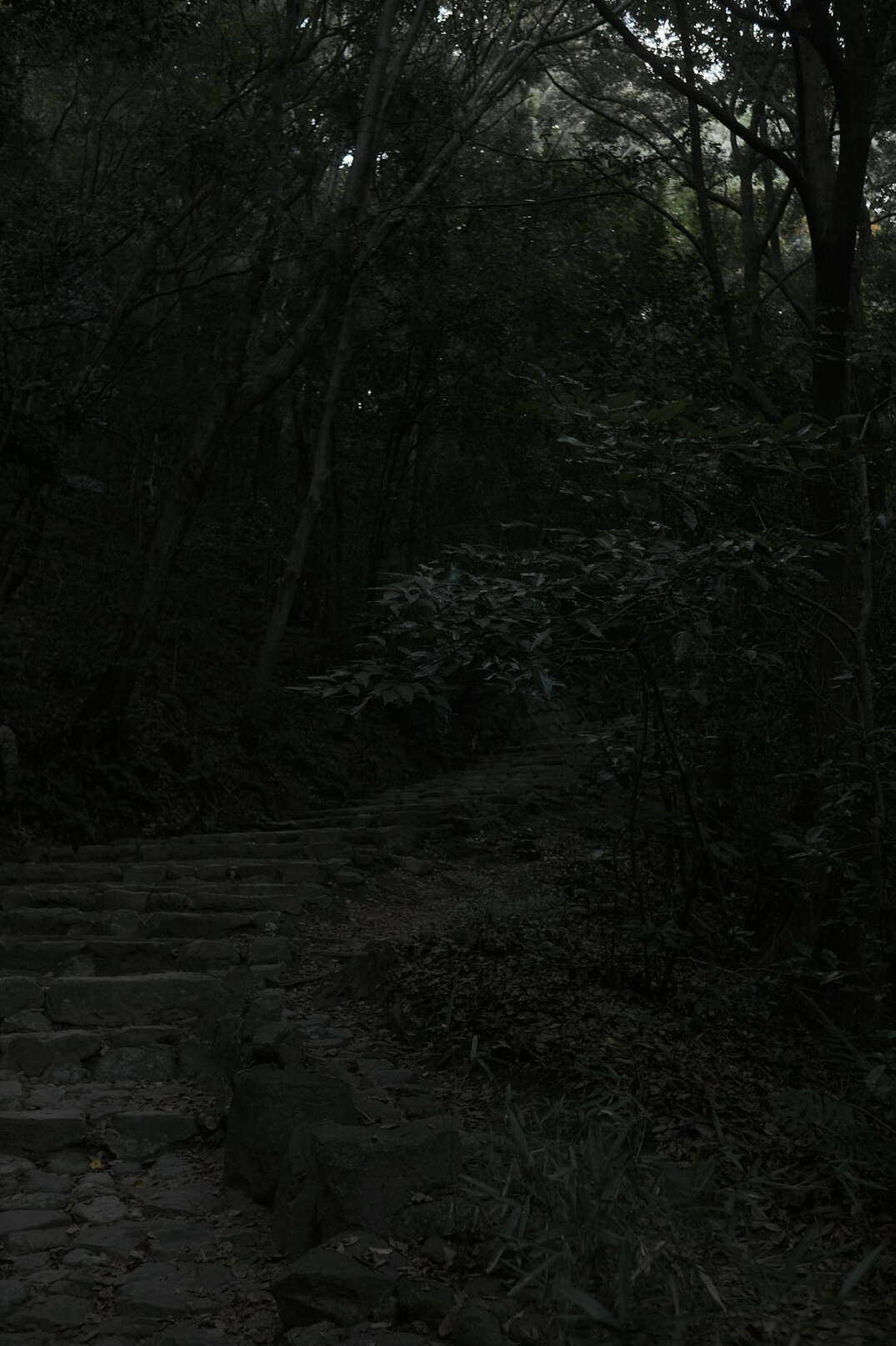 dark forest path at night
