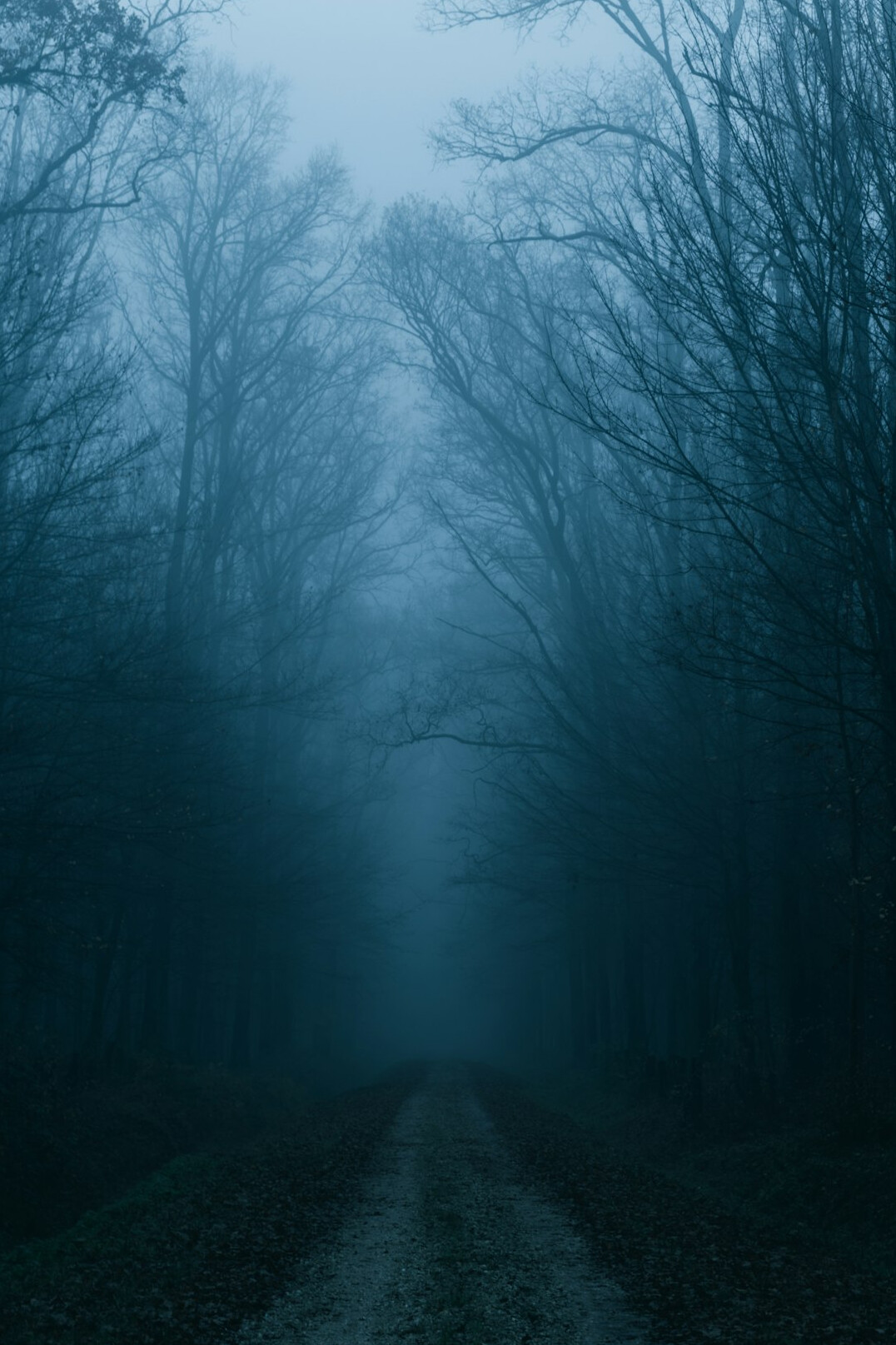 foggy forest path